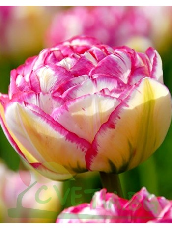  Лале (Tulipa 'Double Touch') T31